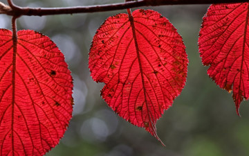 Картинка природа листья багрянец осень ветка