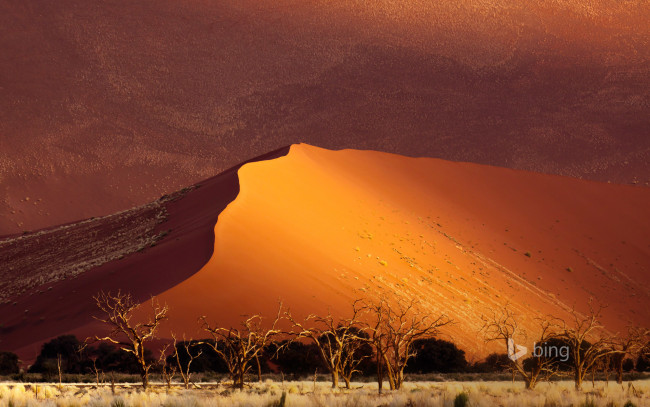 Обои картинки фото природа, пустыни, деревья, пустыня, дюны, песок, африка, намибия, sossusvlei
