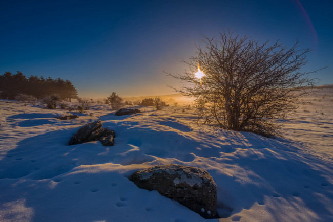 Обои картинки фото природа, зима, свет, снег, дерево, поле