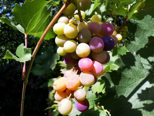 Картинка природа Ягоды +виноград виноград