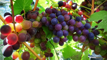 Картинка природа Ягоды +виноград виноград лоза