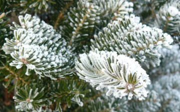 Картинка природа деревья снег иголки ветки ель