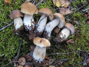 Картинка еда грибы +грибные+блюда свежие лесные боровики