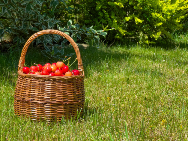 Обои картинки фото еда, вишня,  черешня, трава, корзинка, ягоды, черешня
