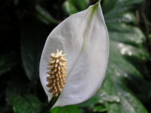 Картинка цветы спатифиллум