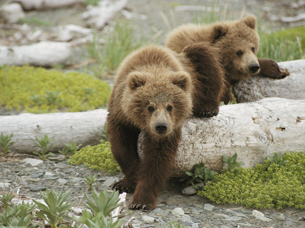 Обои картинки фото alaskan, playtime, brown, bear, cubs, животные, медведи