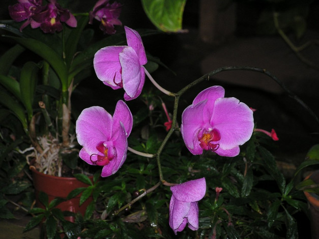 Обои картинки фото цветы, орхидеи