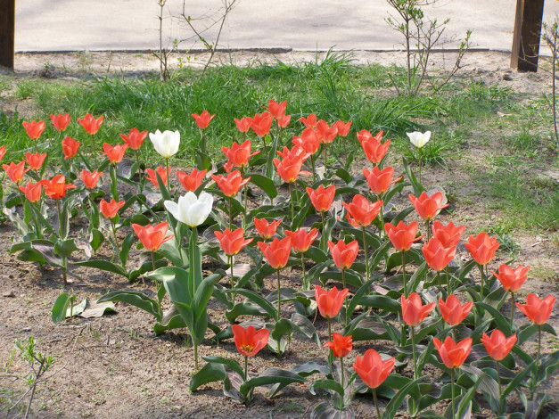 Обои картинки фото красавцы, тюльпаны, цветы