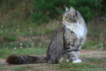 Картинка животные коты хвост