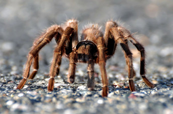 Картинка животные пауки большой мохнатый лапки