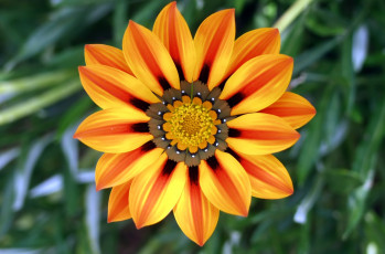 Картинка газания цветы яркий оранжевый