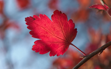 Картинка природа листья веточка осень