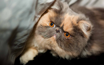 Картинка животные коты морда красавец