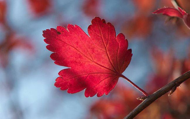 Обои картинки фото природа, листья, веточка, осень
