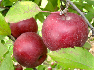 Картинка природа плоды яблоки вета