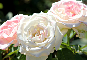 Картинка цветы розы сияющий белый лепестки