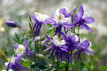 Картинка цветы аквилегия водосбор фиолетовый