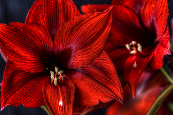 Картинка цветы амариллисы гиппеаструмы гиппеаструм красный