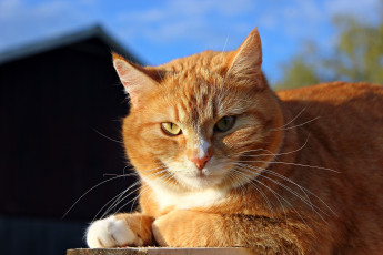 Картинка garfield животные коты рыжий