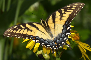 Картинка животные бабочки крылья яркий