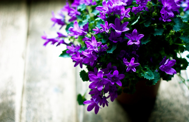Обои картинки фото цветы, колокольчики, лиловый, вазон