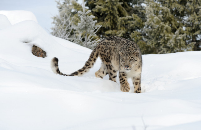 Обои картинки фото животные, снежный, барс, ирбис, снег, хвост, хищник