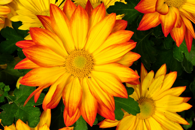 Обои картинки фото цветы, хризантемы, яркий, желтый, лепестки