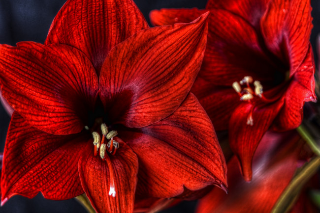 Обои картинки фото цветы, амариллисы, гиппеаструмы, гиппеаструм, красный