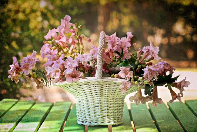 Обои картинки фото цветы, кампсис, текома, текстура, корзинка, розовый