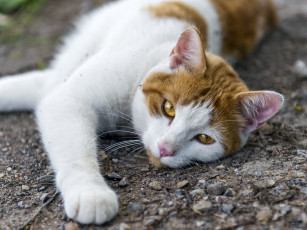 Картинка животные коты желтые глаза
