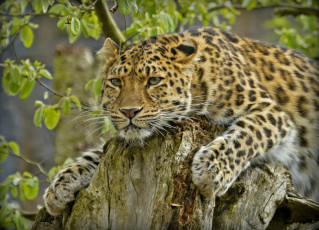 Картинка животные леопарды амурский леопард пень