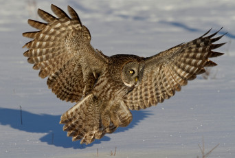 Картинка животные совы бородатая неясыть снег зима крылья перья