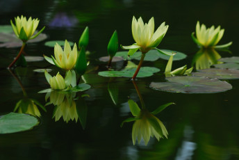 Картинка цветы лилии водяные нимфеи кувшинки бутоны листья отражение