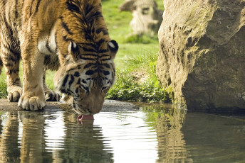 Картинка животные тигры амурский тигр водопой