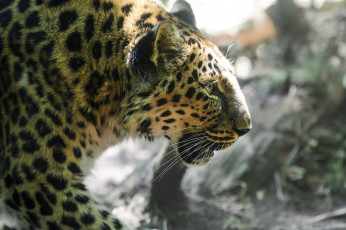 Картинка животные леопарды морда профиль амурский леопард