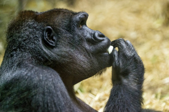 Картинка животные обезьяны горилла