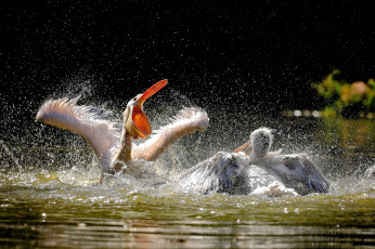 Картинка животные пеликаны птицы брызги вода