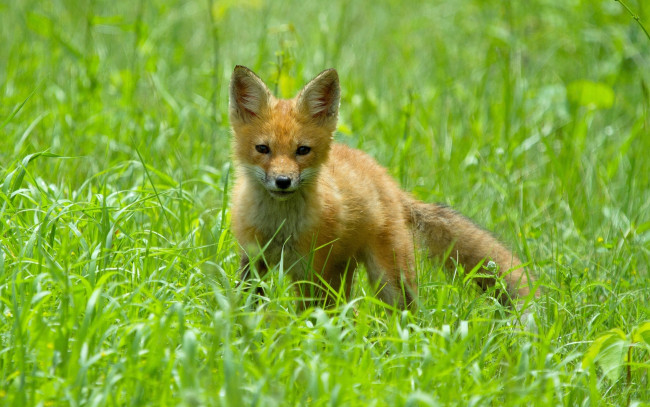 Обои картинки фото животные, лисы, трава, лисёнок