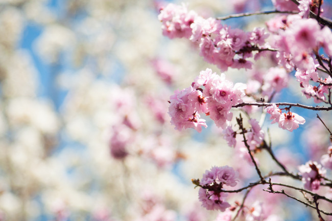 Обои картинки фото цветы, цветущие, деревья, кустарники, весна, розовый