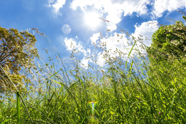Обои картинки фото природа, макро, трава, солнце, небо