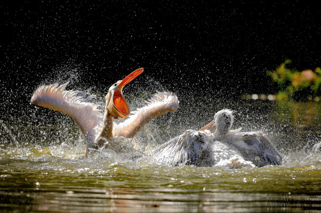 Обои картинки фото животные, пеликаны, птицы, брызги, вода