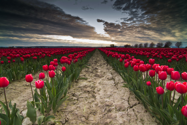 Обои картинки фото цветы, тюльпаны, поле, закат