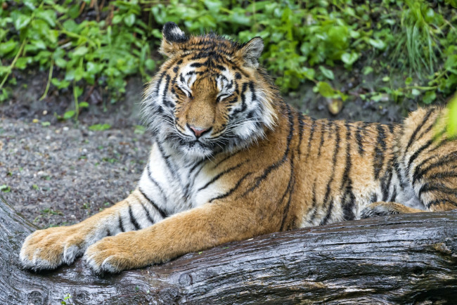 Обои картинки фото животные, тигры, зажмурилась, мокрый