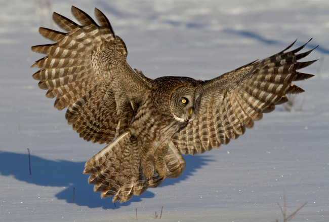 Обои картинки фото животные, совы, бородатая, неясыть, снег, зима, крылья, перья