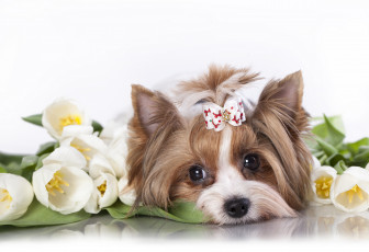 Картинка животные собаки тюльпаны цветы шерсть собака пудель