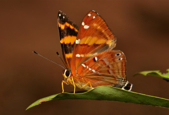 Картинка животные бабочки усики крылья насекомое бабочка травинка макро itchydogimages