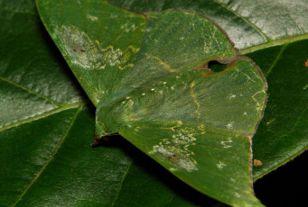 Картинка животные бабочки зелёная лист крылья бабочка itchydogimages макро мотылёк