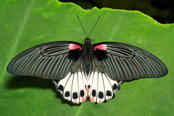 Картинка животные бабочки крылья макро бабочка itchydogimages усики