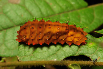 Картинка животные гусеницы капли роса коричневая лист гусеница itchydogimages