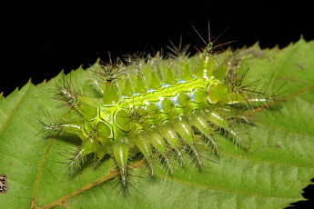 Картинка животные гусеницы макро зелёная гусеница itchydogimages необычная